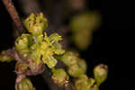 Southern spicebush <BR>Pondberry